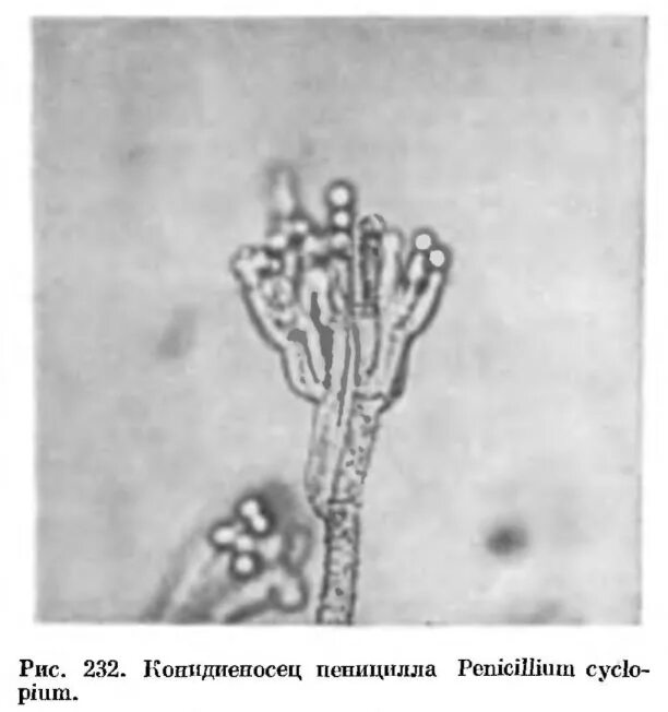 Плесневый гриб пеницилл. Мукор пеницилл аспергилл. Мицелий гриба рода пеницилл. Строение сумчатого гриба.пенициллин. Мицелий гриба пеницилла