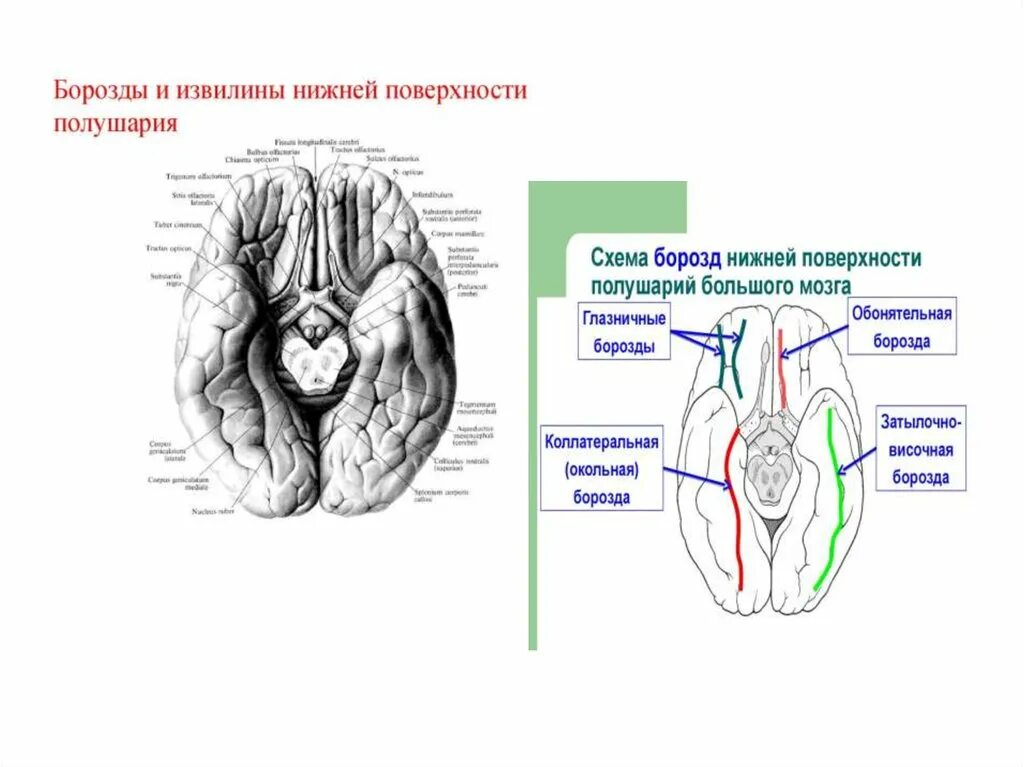 Нижняя поверхность мозга. Борозды нижней поверхности мозга. Нижняя поверхность головного мозга борозды. Извилины нижней поверхности мозга. Борозды и извилины нижней поверхности больших полушарий.