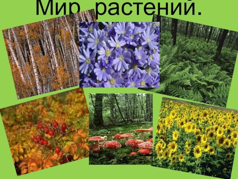 Темы недели растительный мир. Мир растений. Царство растений. Царство растительный мир. Тема мир растений.