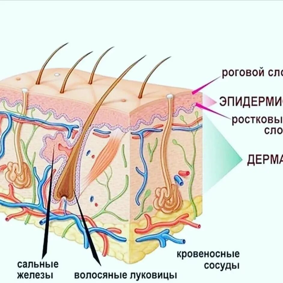 Эпидермис дерма подкожная жировая клетчатка. Строение эпидермиса и дермы. Эпидермис и дерма расположены. Строение кожного покрова человека. Эпидермис и дерма расположены.
