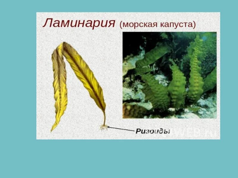 Строение водоросли ламинарии. Ламинария строение. Ризоиды ламинарии. Ламинария внешний вид.