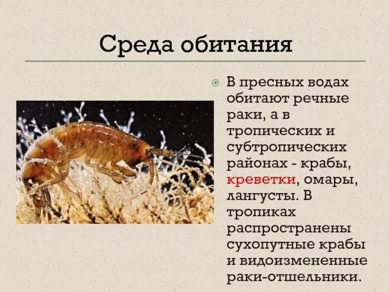 Ракообразные среда обитания таблица. Членистоногие среда обитания. образ жизни членистоногих. тип членистоногие среда обитания. членистоногие питание.