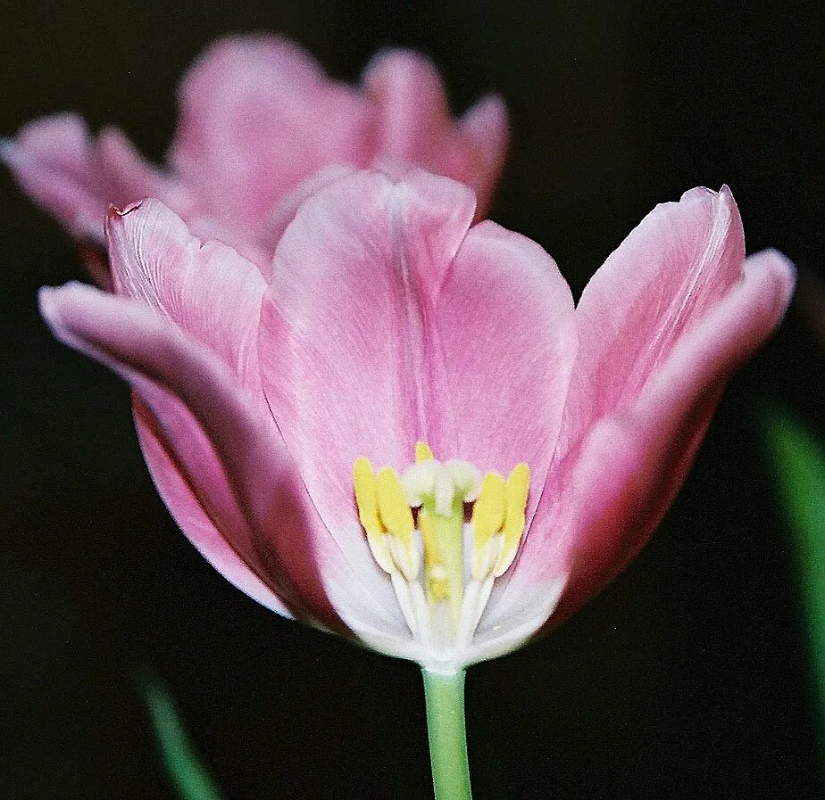 Что значит розовый тюльпан. Renown unique тюльпан. Тюльпан Bonaire. Тюльпан Pink Marlene. Тюльпан Эста Бонита.