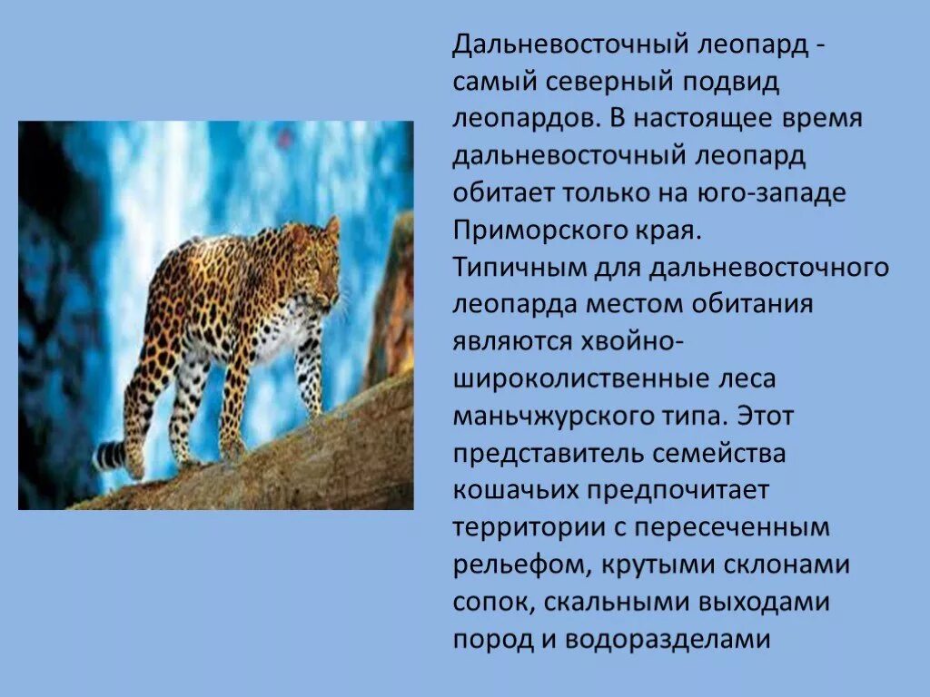 Дальневосточный леопард сообщение. Дальневосточный леопард описание. проект про леопарда. доклад про леопарда. дальневосточный леопард доклад.