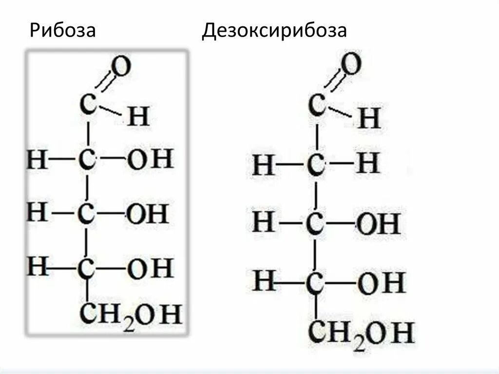 Рибоза и дезоксирибоза формулы. Дезоксирибоза структурная формула. Д-дезоксирибоза формула структурная. 2-Дезоксирибоза структурная формула.