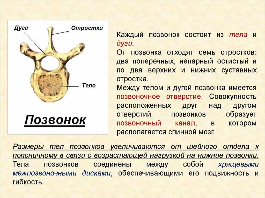 Тело позвонка размер. Строение позвонка тело дуга отростки. Позвонок состоит из. Каждый позвонок состоит из. Позвонок человека состоит.