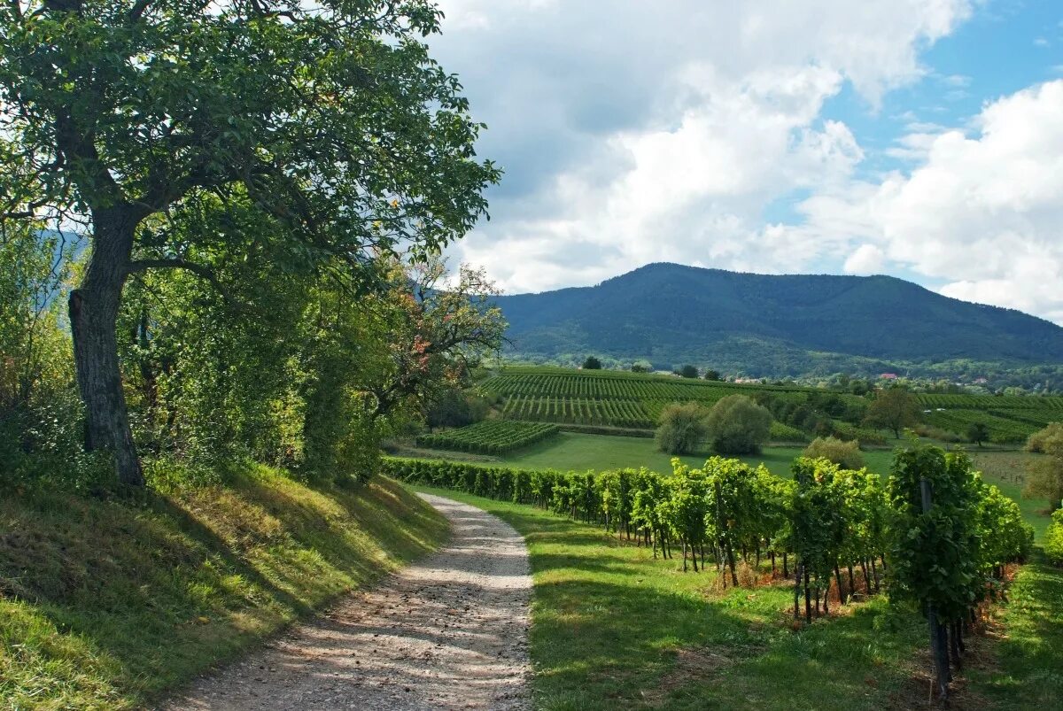 Village countryside. Эльзас виноградники. Обернай Франция Эльзас. Лотарингия пейзаж. Фон рабочего стола деревня Франции.