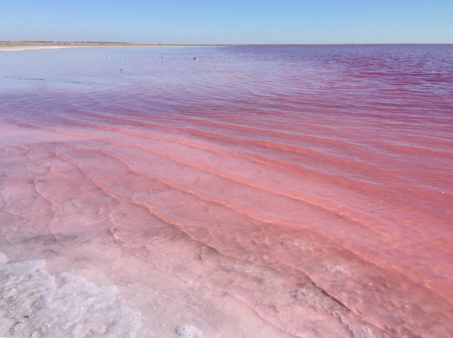 Розовый алтай. Малиновое озеро алтайский край михайловский. Кучукское озеро алтайский край. Малиновое озеро бурсоль. Розовый алтай.
