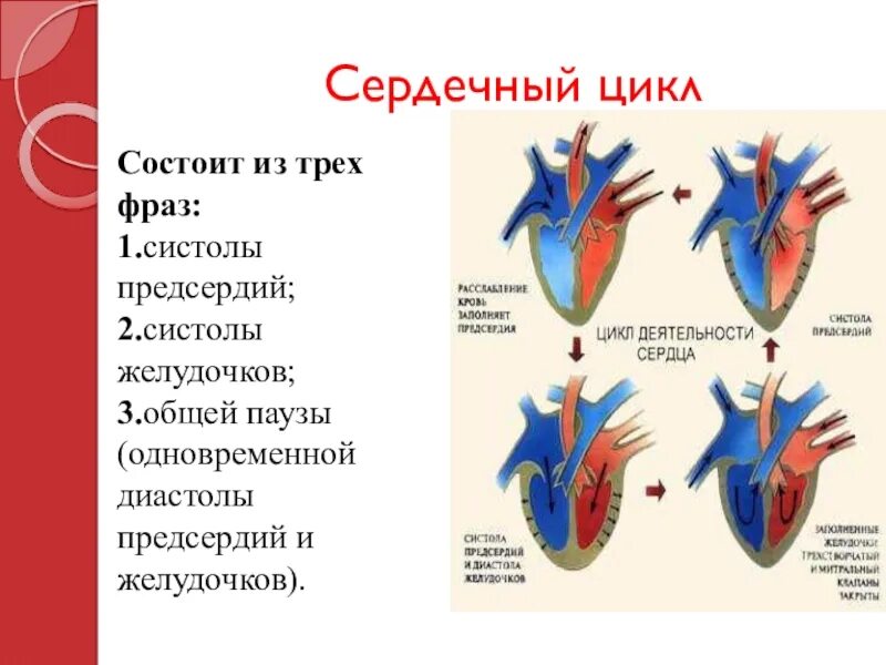 Во время систолы предсердий открыты. Систолы желудочков сердечного цикла. Сердечный цикл биофизика. Систола и диастола клапаны. Систола предсердий систола желудочков.