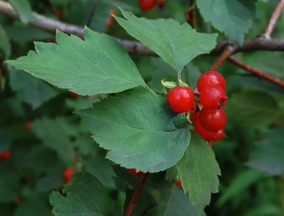 Красная тута. Боярышник Сибирский Crataegus sanguinea. Боярышник Сибирский кроваво-красный. Боярышник Сибирский кроваво-красный куст. Боярышник кроваво-красный, Crataegus sanguinea Pall..