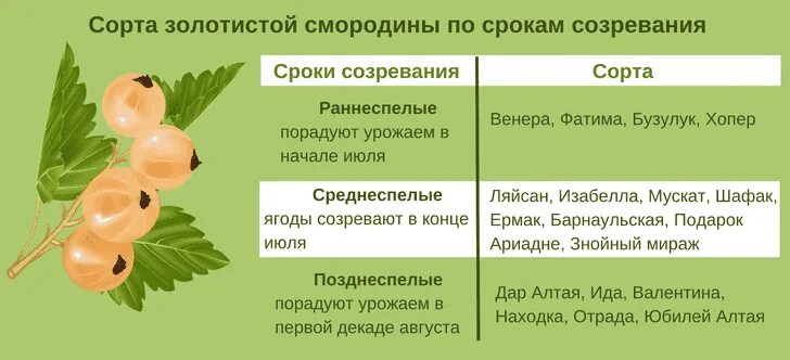 Значение роста в жизни смородины. Смородина золотистая срок созревания. Смородина черная золотистая описание сорта. Смородина золотистая сорта. Болезни золотистой смородины.