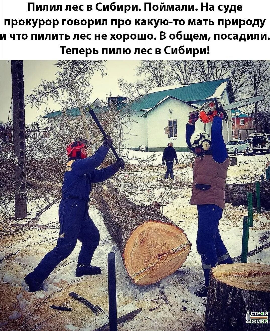 Пилят лес. Пилил лес в Сибири. Выпиленный лес. Выпиливание леса в Сибири. Пиленные рабочими