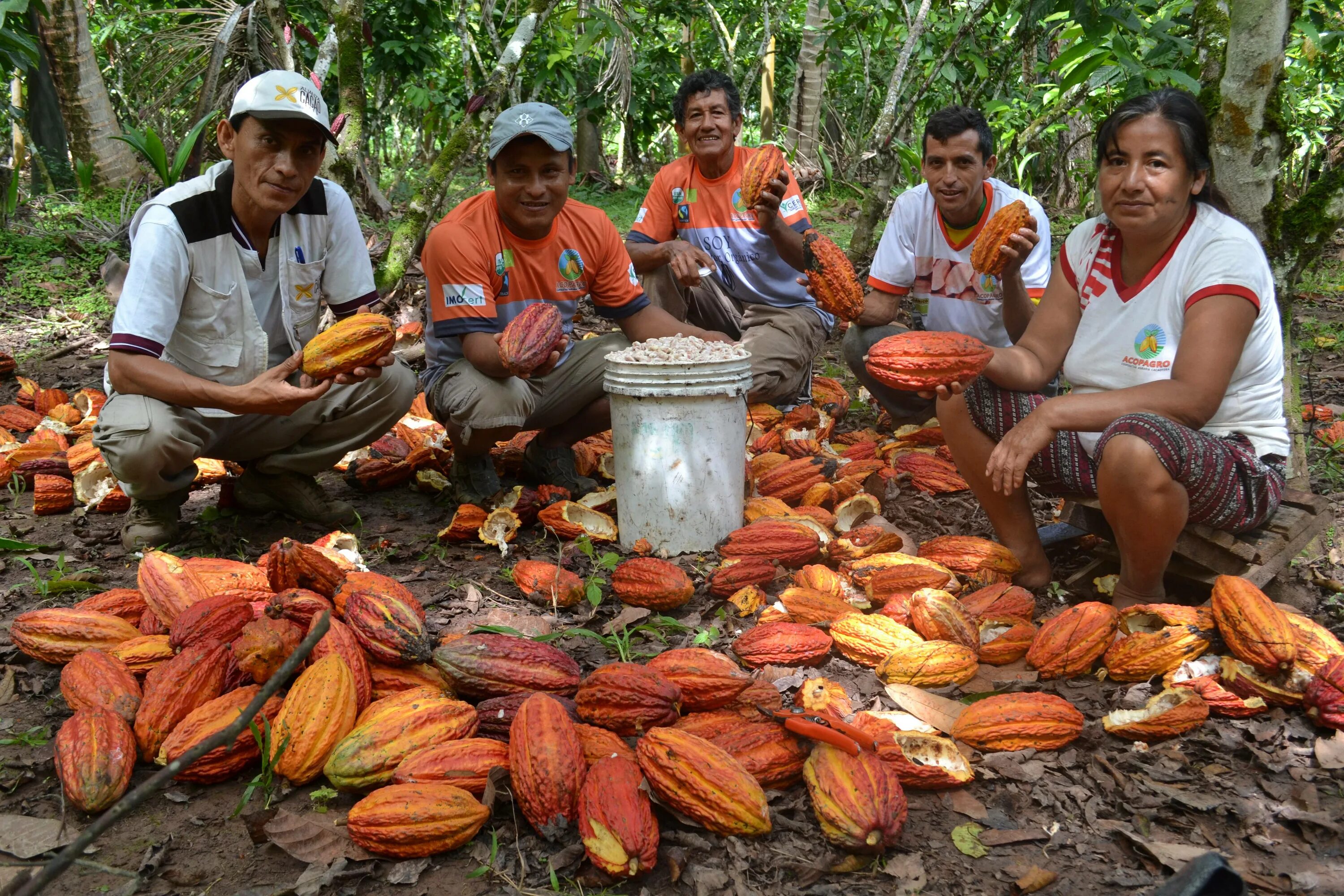 Люди живущие в экваториальном климате. Кот ДИВУАР плантации какао. Плантации какао бобов в Бразилии. Южная Америка плантации какао. Венесуэла плантации какао.