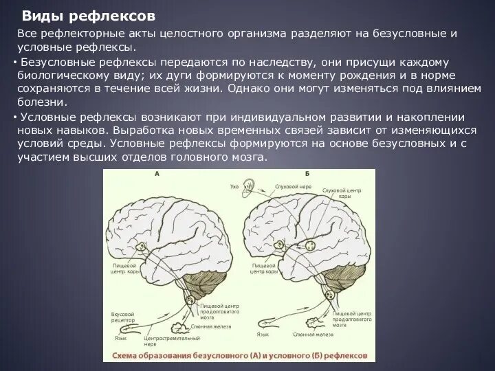 Безусловные рефлексы являются передаются. Особенности формирования рефлексов. Условные рефлексы отдел мозга. Рефлексы коры головного мозга. Высшая нервная деятельность рефлексы схема.