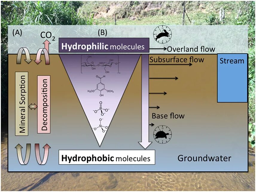Flow base. Water flow in soil. overland flow. tranc base flow. maldi target bruker.