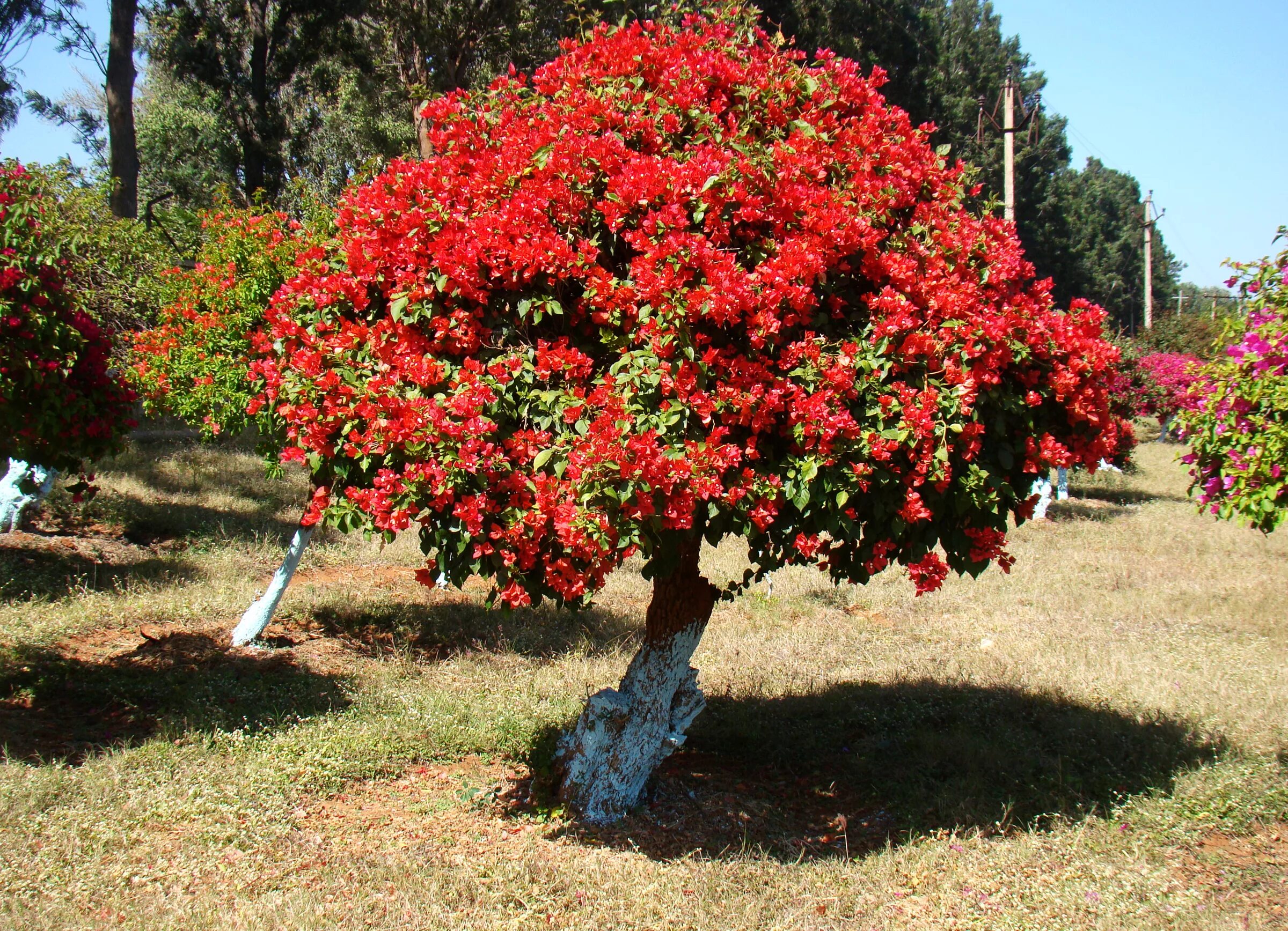 Бугенвиллея. Bougainvillea дерево. Бугенвиллия Сан Диего ред. Бугенвиллия красная. Деревья цветущие красным цветом