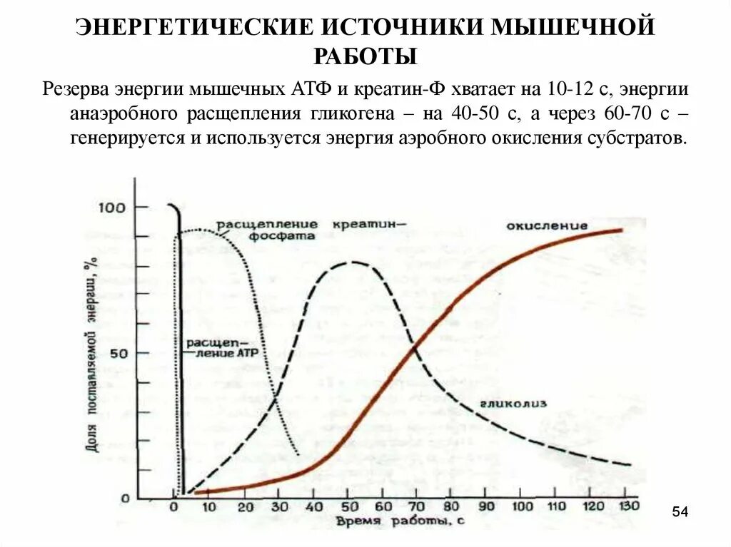 График работа мышц. Энергетическое обеспечение мышечной деятельности схема. Энергетические источники мышечной работы. Источники энергии для работы мышц. Схема энергообеспечения мышц.