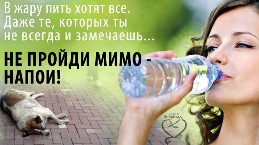 Давать пить давать жить. Налейте воды животным в жару. Напои бездомных животных. Налейте воды бездомным животным в жару. Напои животных в жару.