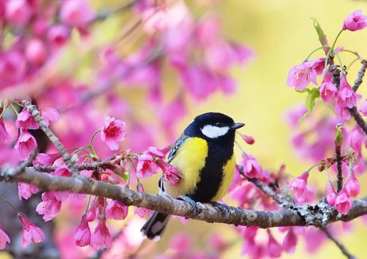 Bird may. Красивые птицы. Весенние птички. Птицы весной.