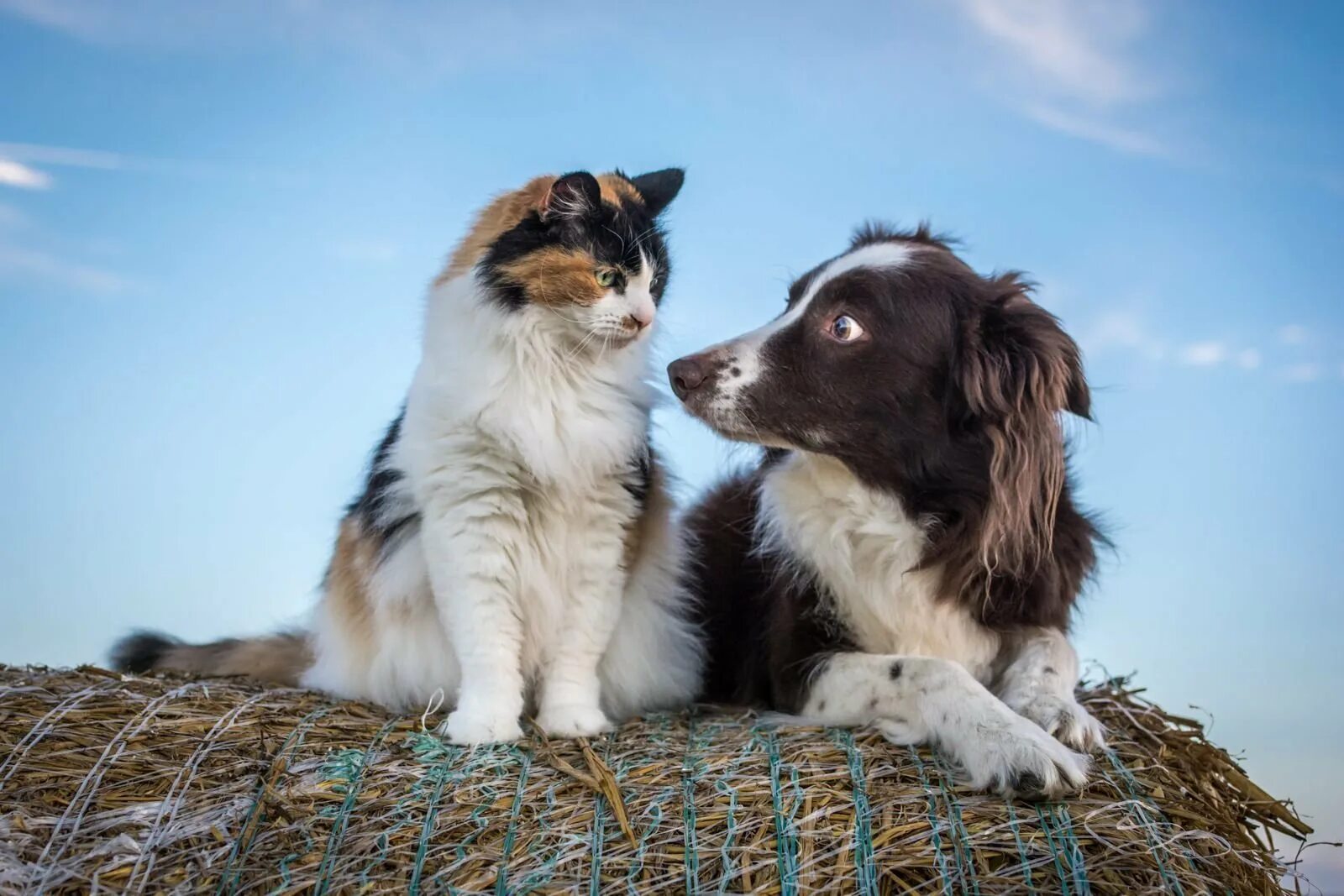 Две собаки кошки. Животные дружат. Две собаки кошки. Две собаки кошки. Собака и кошка вместе.