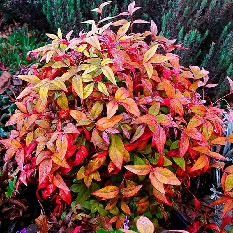 Нандина домашняя. Нандина кустарник. Nandina domestica (Нандина). Нандина вечнозелёная. Нандина Фаерпауэр.