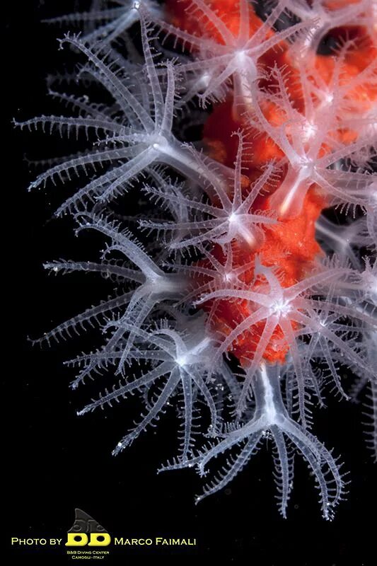 Восьмилучевые кораллы Octocorallia. Corallium rubrum. Коралловые полипы альционарии. Шестилучевые коралловые полипы.