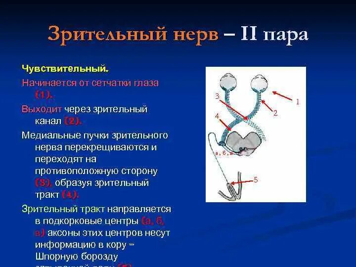 Зрительный нерв в головной мозг. Черепно мозговые нервы 2 пара. Черепные нервы зрительный нерв. 2 Пара ЧМН зрительный нерв. 2 Пара черепных нервов схема.