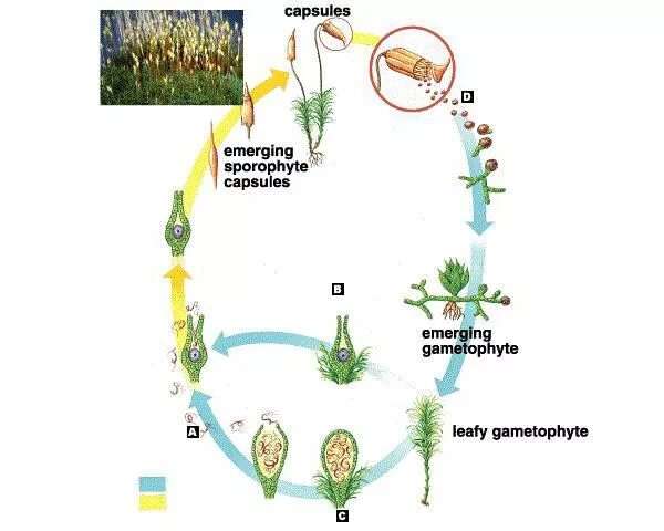 Цикл размножения мха кукушкин лен. Жизненный цикл мха Кукушкин лен схема. Размножение мха Кукушкин лен цикл развития. Цикл развития сфагнума схема. Жизненный цикл мха Кукушкин лен.