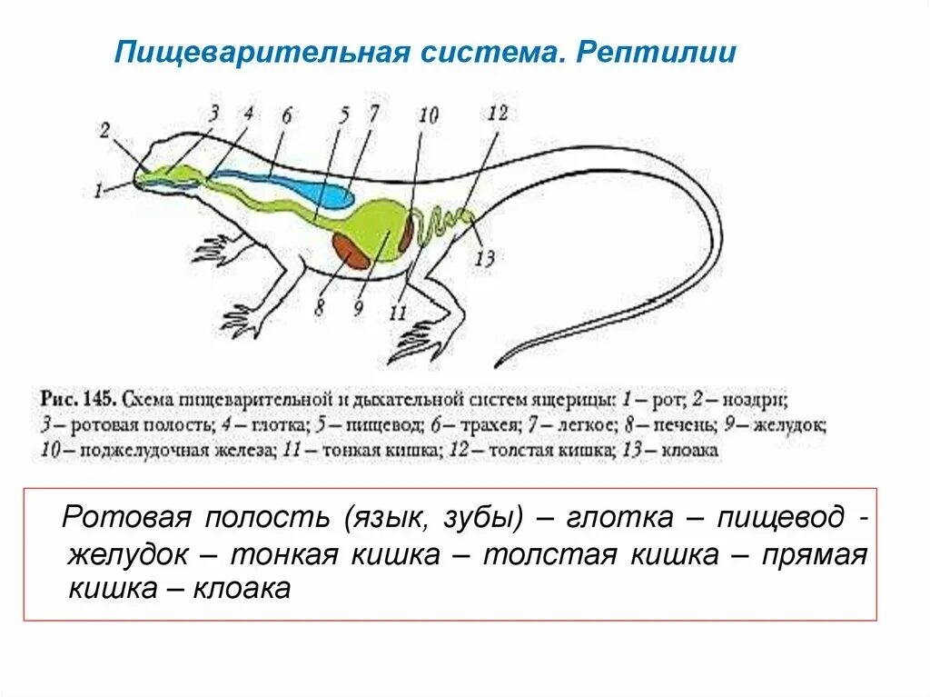 Пищ система ящерицы