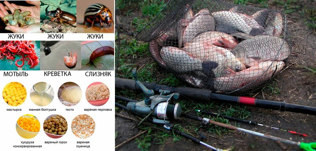 На какую приманку взять