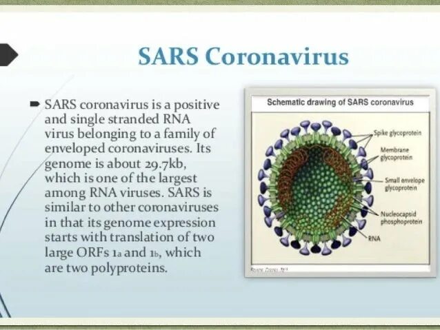 Коронавирус характеристика. Что такое коронавирус кратко. Сообщение про коронавирус. Коронавирус краткое сообщение. Коронавирус человека sars
