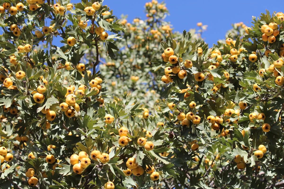 Alıç (Crataegus)  Arbuste, Jardins et Aubépine