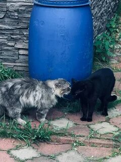 Кот филя дзен