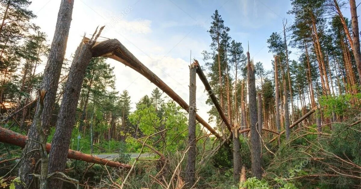 Смерчи в лесах. Деревья после урагана. Ураган в лесу. Ветровал в лесу. Дерево буря в лесу.