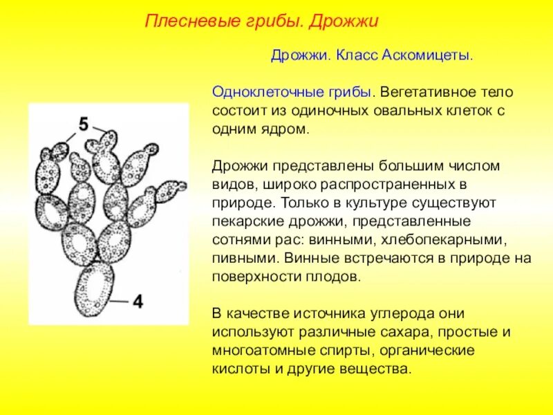 В каких биотехнологиях используют одноклеточные грибы. Строение дрожжей грибов. Строение грибницы дрожжи. Одноклеточные грибы дрожжи строение. Представители одноклеточных грибов дрожжи.