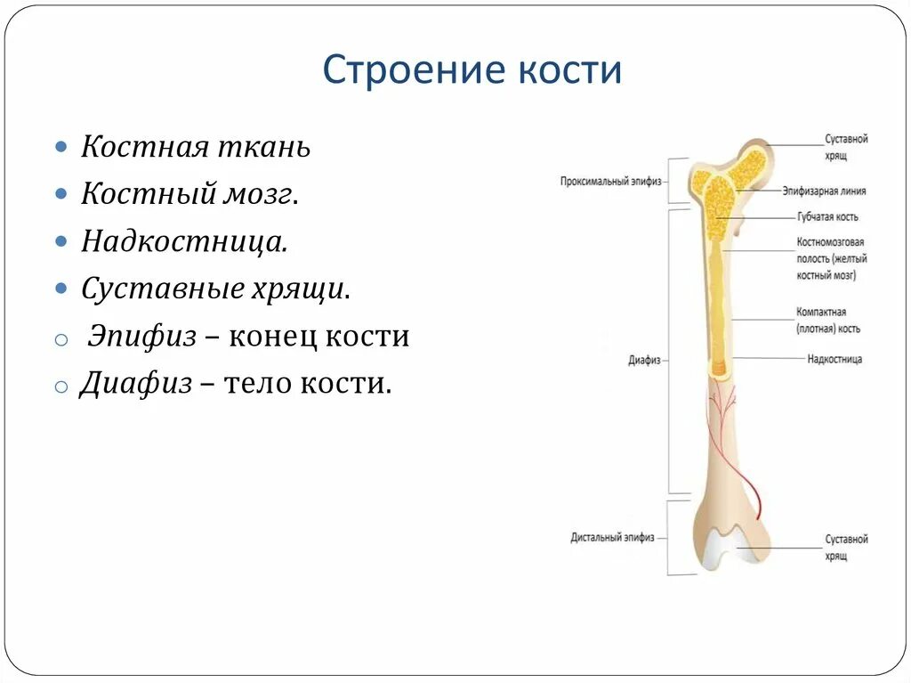 Что образуют трубчатые кости. Строение кости человека. Основные элементы строения трубчатой кости. Трубчатая кость строение анатомия. Строение и состав трубчатой кости.