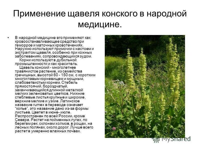 Польза конского щавеля для человека. Польза конского щавеля для человека. Конский щавель (rumex crispus). Щавель конский. Польза конского щавеля для человека.