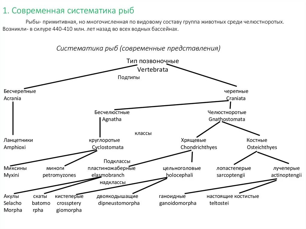 Современная систематика костных рыб. Полная систематика рыб. Систематика животных схема полная. Основные систематические классы рыб. Систематические группы схема