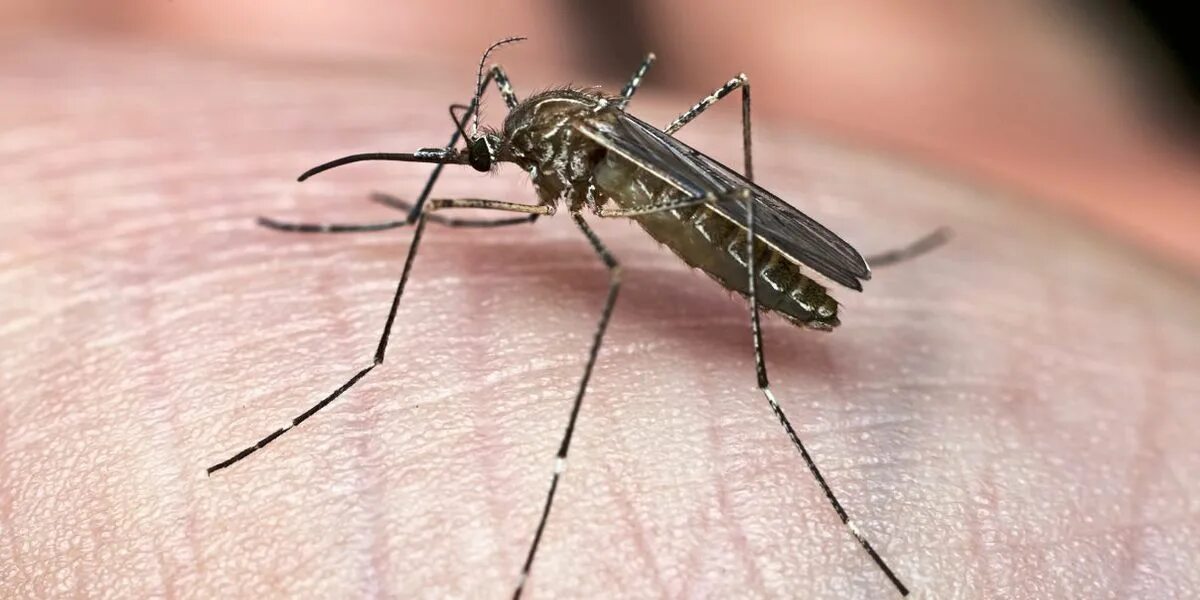 Комары мокрецы. Culex pipiens. комар обыкновенный. комар денге. кровососущие комары.