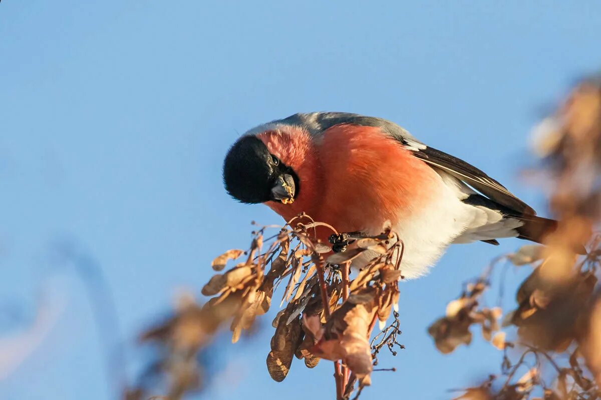 снегири на рябине. что кушают снегири. снегирь на морозе. что кушают снегири. что кушают снегири.
