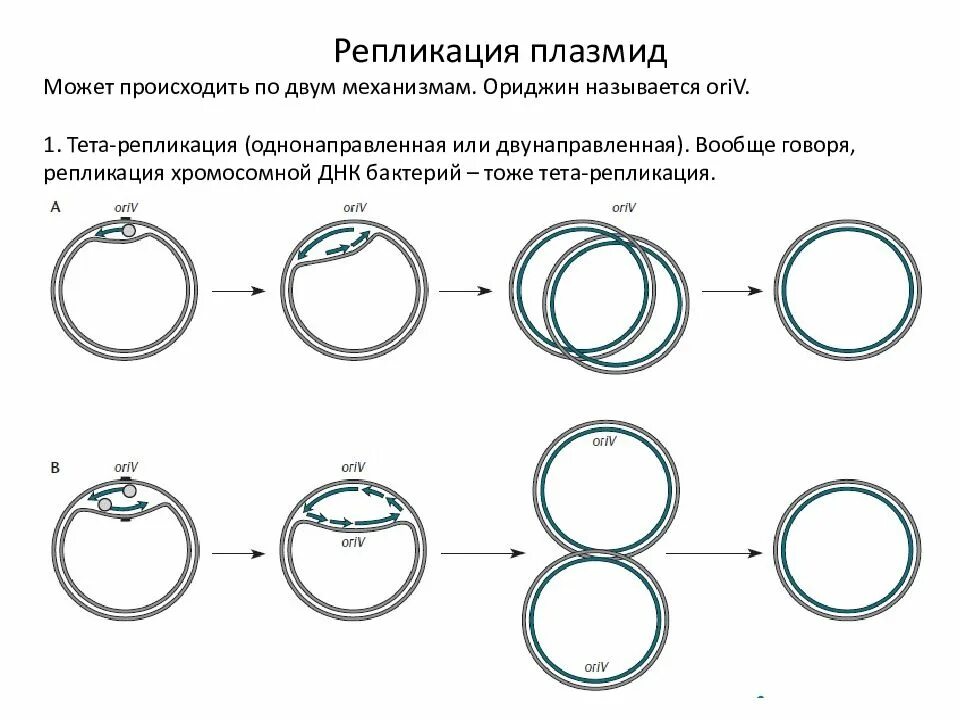 Плазмиды особенности репликации. Репликация днк плазмиды. Репликация плазмид. Особенности репликации плазмид. Автономная репликация плазмид это.