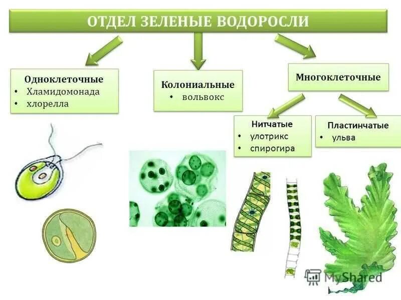 Одноклеточные зеленые водоросли 5 класс биология. Одноклеточные и многоклеточные зеленые водоросли. Одноклеточные колониальные и многоклеточные водоросли. Одноклеточные зеленые водоросли представители.