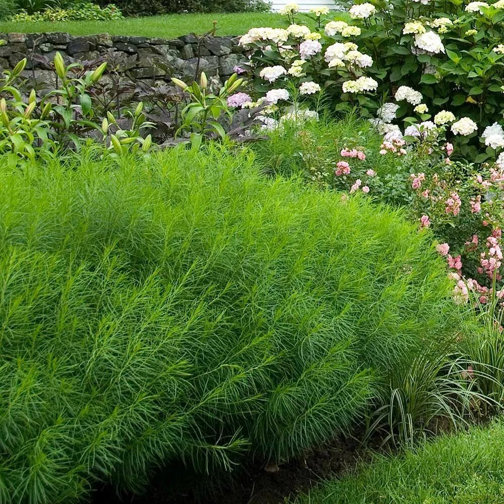 Amsonia hubrichtii. Кохия зелень. Кохия сорняк. Низкорастущие кустарники многолетники.