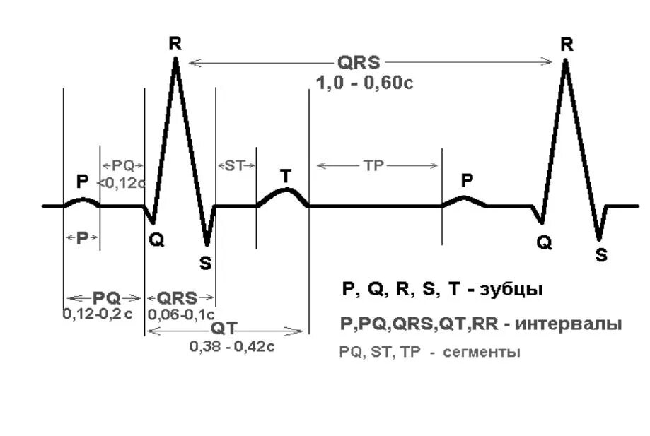 Qrs на экг что это. Нормы зубцов и интервалов ЭКГ. Интервалы и сегменты ЭКГ В норме. Зубцы интервалы и сегменты ЭКГ норма. Нормальная ЭКГ формирование зубцов и интервалов.