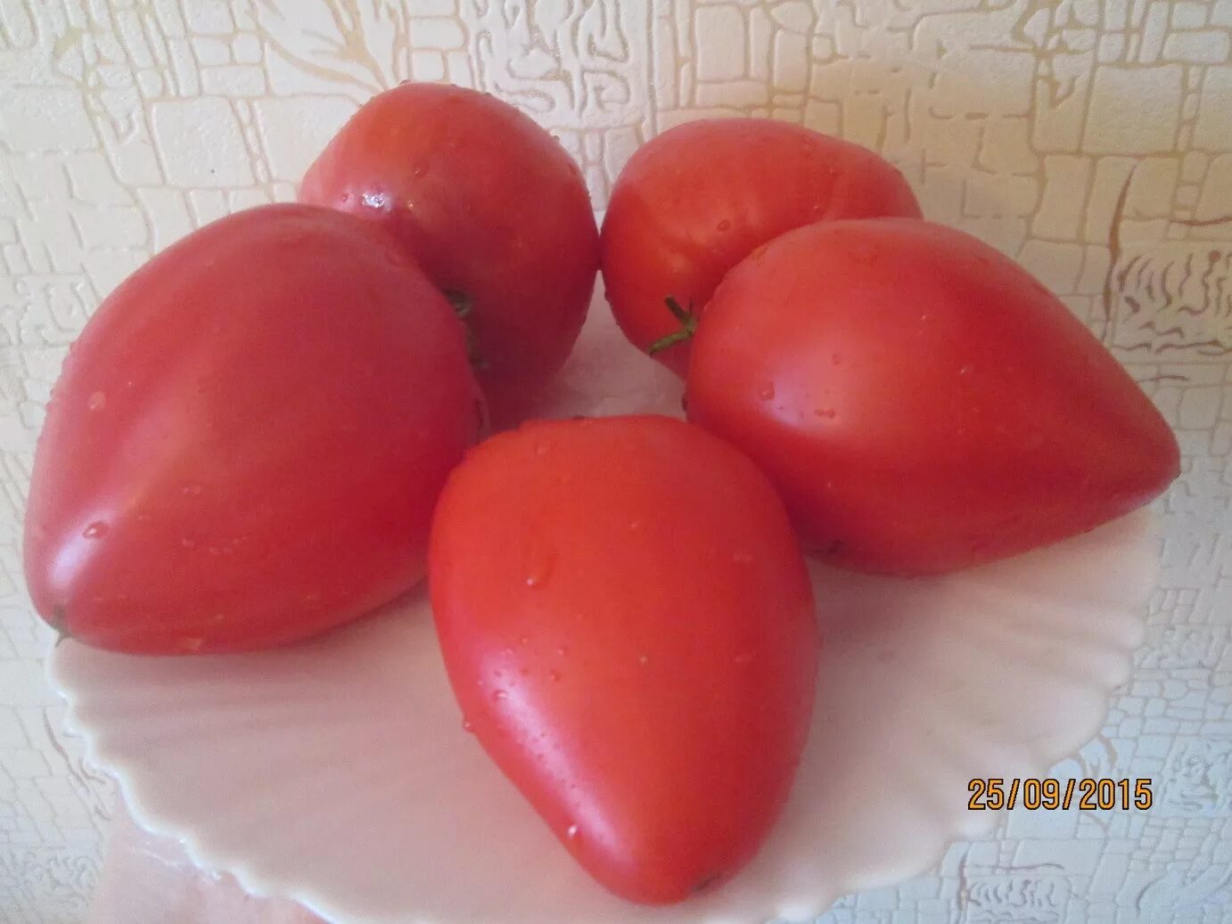 Томат миссис шлаубах. Шлаубах томат описание. Томат клубника миссис шлаубах. Шлаубах томат описание. Томат миссис шлаубах.