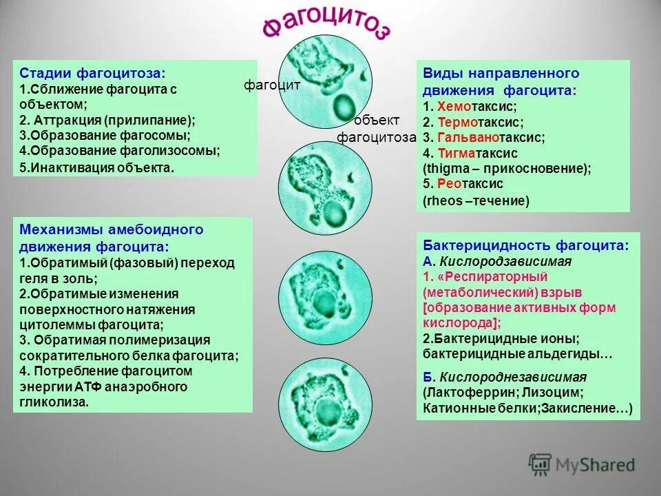 Фагоцитоз. Бактерицидные механизмы.. Фагоцитоз бактерицидные механизмы патофизиология. Механизмы бактерицидности фагоцитов схема. Механизм фагоцитоза.