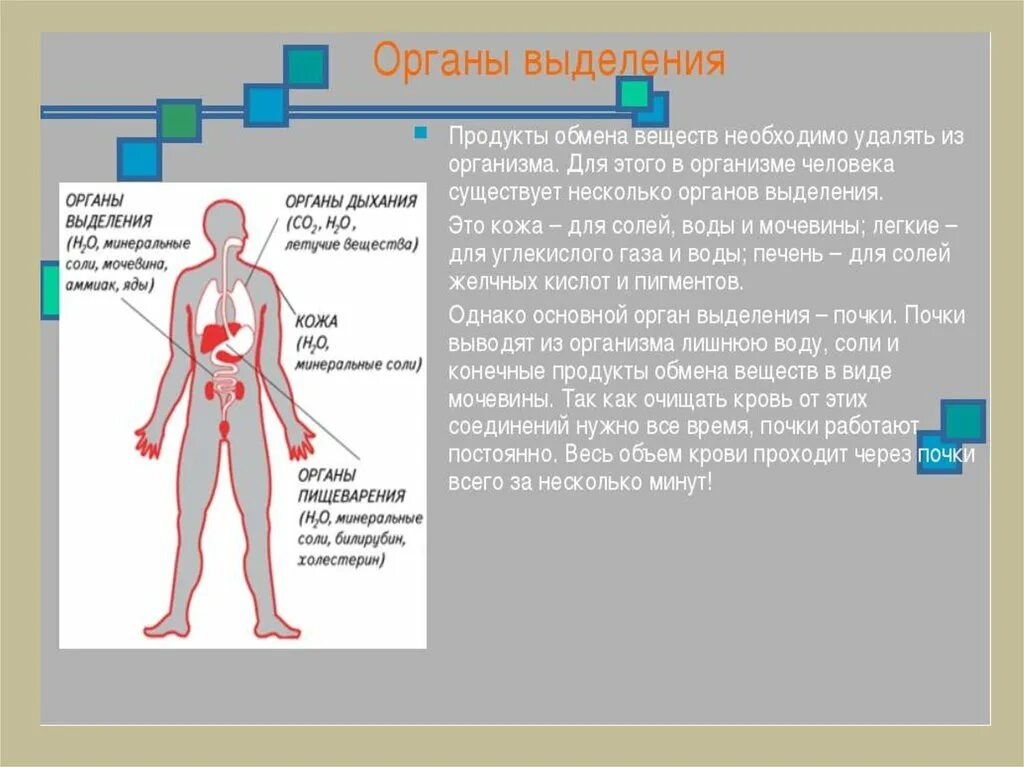 Выделение продуктов обмена. Выделение веществ в организме человека. Продукты обмена в организме это. Выделение веществ у человека. Через легкие удаляются