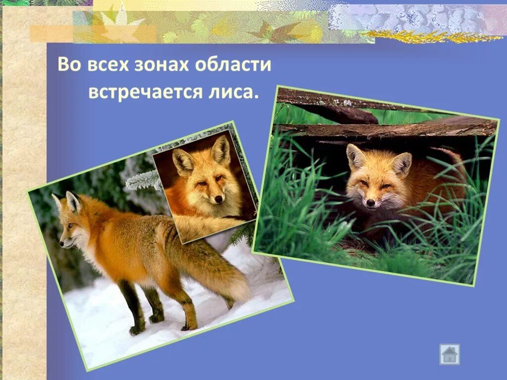 В какой природной зоне не встречается лисица. Лиса встречает весну. Картинки на презентацию к слайдам лисы. В какой природной зоне не встречается лиса. Диса встречается.