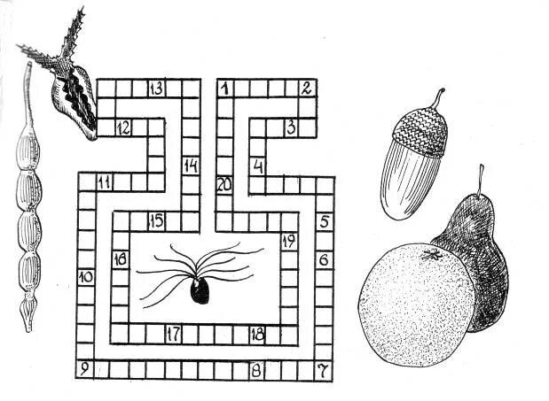 Кроссворд плоды и семена. Кроссворд плоды. Кроссворд по теме плоды. Чайнворды для детей 8-11 лет. Плоды чудо дерево сканворд 5