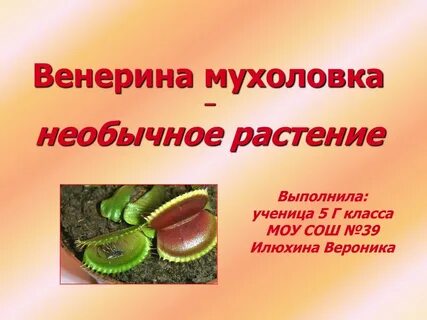 Презентация про венерину мухоловку